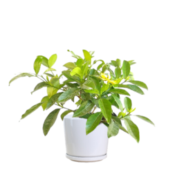 Gardenia Golden Magic